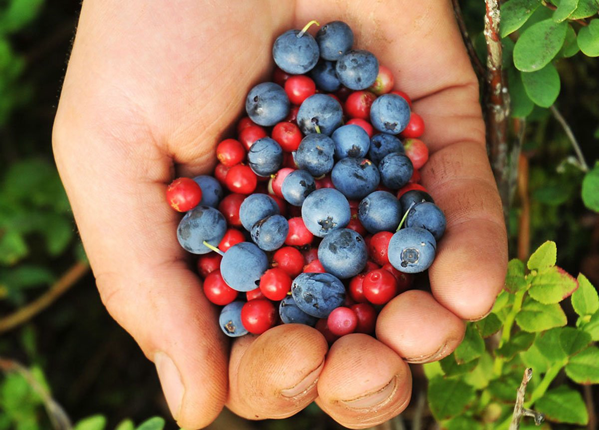 Handful of polyphenol-rich superberries